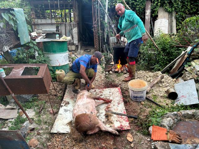 A man scrapes away the hair of a slaughtered pig before butchering it for New Year's Eve dinner, which in Cuba typically revolves around roast pork, in Cabañas, a town 70 Km west of Havana, on December 30, 2025. (Photo by Yamil LAGE / AFP)