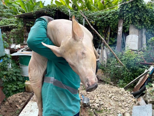 A man carries a slaughtered pig before butchering it for New Year's Eve dinner, which in Cuba typically revolves around roast pork, in Cabañas, a town 70 Km west of Havana, on December 30, 2025. (Photo by Yamil LAGE / AFP)