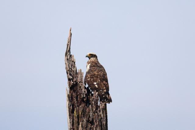 A juvenile crested serpent eagle perches on a dead tree in Thailand's Kaeng Krachan National Park on January 3, 2026. (Photo by Sebastien BERGER / AFP)