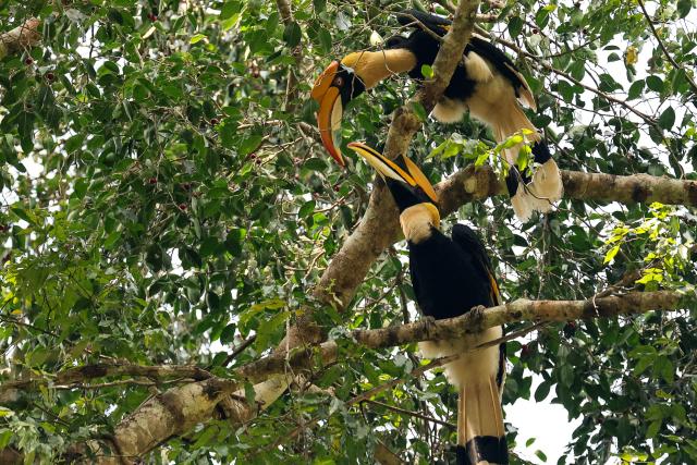 Great hornbills are seen in Thailand's Kaeng Krachan National Park on January 4, 2026. (Photo by Sebastien BERGER / AFP)
