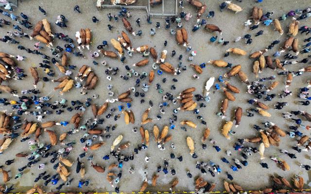 Traders and cattle are seen at a livestock market in Xingyi, southwestern China's Guizhou province on January 6, 2026. (Photo by AFP) / China OUT