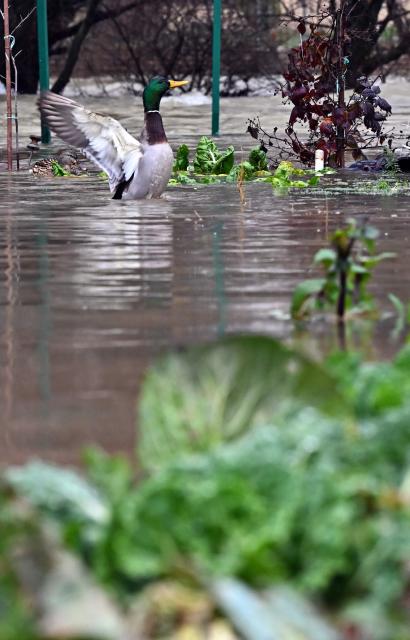A duck is seen in a flooded garden following heavy rain in southern-Bosnian town of Blagaj, on January 6, 2026. Snow and heavy rains sparked power failures and flooding in parts of the Balkans, authorities said on January 6, 2026, with one woman dead in a weather-related accident in Bosnia. (Photo by ELVIS BARUKCIC / AFP)