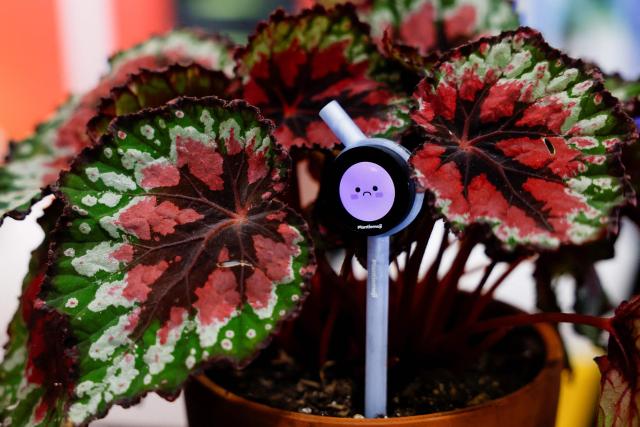 Plantalk’s Plantiemoji prototypes, smart sensors that monitors a plant's environment and communicates its status through expressive emojis, are on display at the annual Consumer Electronics Show (CES) in Las Vegas, Nevada, on January 6, 2026. (Photo by Caroline Brehman / AFP)