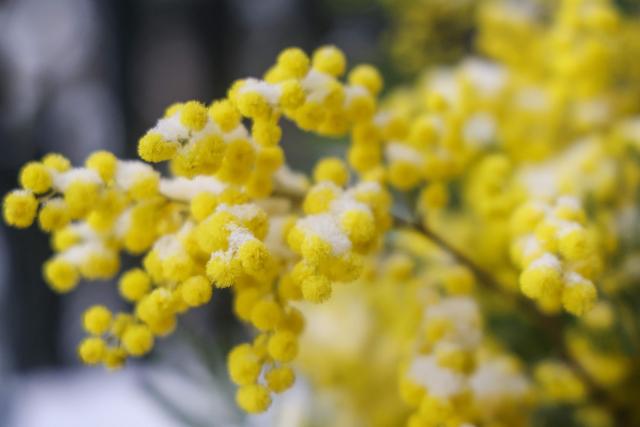This photograph shows a snow-covered mimosa plant in Paris, on January 7, 2026. All buses in Paris and the surrounding region gradually stopped running at around 7am due to renewed snowfall in the area and returned to their depots, according to announcements by Ile-de-France Mobilitйs (IDFM) and RATP. Snow and ice are affecting northern and western France, a phenomenon of “rare magnitude in the current climate” according to Meteo-France, which is expected to cause significant restrictions on roads and air transport. (Photo by Ludovic MARIN / AFP)