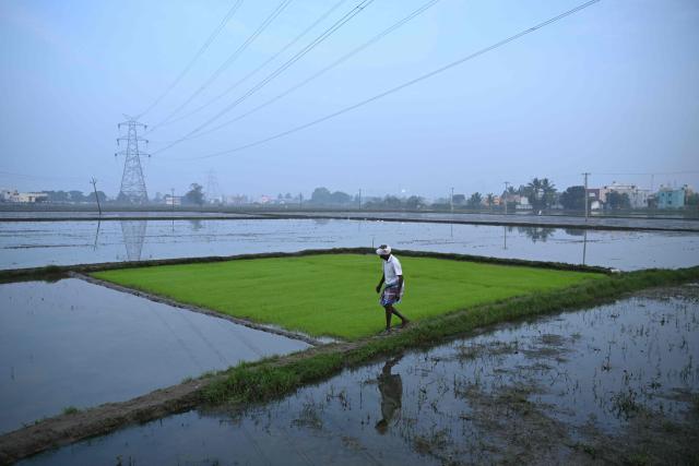 A man walks past his paddy field on the outskirts of Chennai on January 8, 2026. (Photo by R.Satish BABU / AFP)