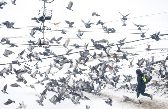 A schoolboy scares a flock of pigeons during snowfall in Vienna, Austria, on January 9, 2026. (Photo by Joe Klamar / AFP)