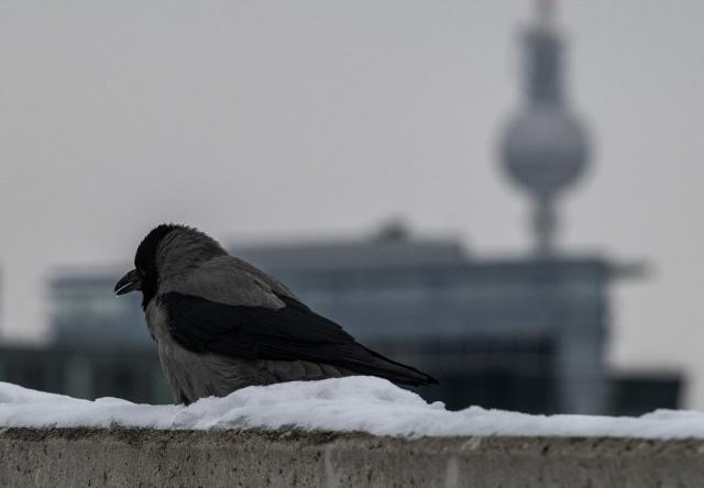 A crow sits on a ledge covered with snow in Berlin on January 9, 2026. Storm Elli has arrived in northern Germany with heavy winds and snow. (Photo by John MACDOUGALL / AFP)