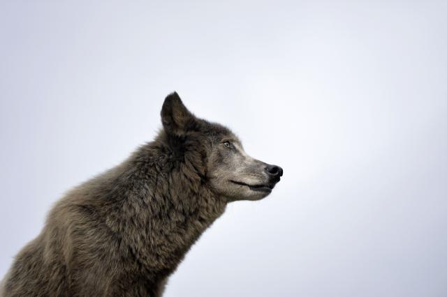 (FILES) This photograph shows a wolf at the Fauna films park, on September 18, 2013 in Villemer, outside of Paris. France's Agriculture Minister announced on January 9, 2026, that, in response to the growing number of attacks on herds, the number of authorized wolf culls will “increase by 10%,” addressing a strong demand from livestock farmers. (Photo by MIGUEL MEDINA / AFP)