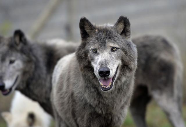 (FILES) This photograph shows wolves at the Fauna films park, on September 18, 2013 in Villemer, outside of Paris. France's Agriculture Minister announced on January 9, 2026, that, in response to the growing number of attacks on herds, the number of authorized wolf culls will “increase by 10%,” addressing a strong demand from livestock farmers. (Photo by MIGUEL MEDINA / AFP)