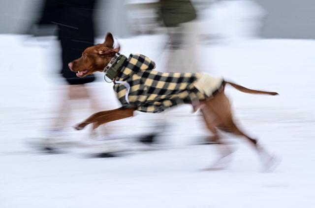 A dog wearing a coat runs through a snow-covered park in Bucharest, Romania, on January 11, 2025. According to the National Meteorological Administration (ANM), maximum temperatures will generally range between -11 and 0 degrees Celsius, with persistent frost even during the daytime, isolated in the north and central regions, while minimum temperatures will range between -15 and -6 degrees Celsius. Several other regions are under alert for snowfall, frost, and blizzard conditions. (Photo by Daniel MIHAILESCU / AFP)