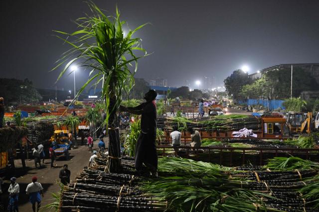 Workers unload bundles of sugarcane from trucks at a wholesale market in Chennai on January 12, 2026. (Photo by R.Satish BABU / AFP)