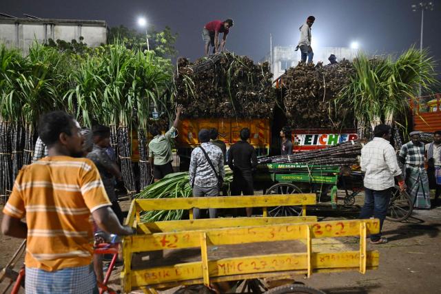 Workers unload bundles of sugarcane from trucks at a wholesale market in Chennai on January 12, 2026. (Photo by R.Satish BABU / AFP)