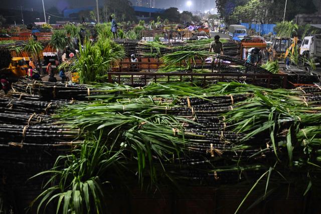 Workers unload bundles of sugarcane from trucks at a wholesale market in Chennai on January 12, 2026. (Photo by R.Satish BABU / AFP)