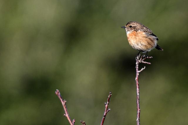 A female European stonechat is seen pirched on a tree in the hillsides of the Lebanese coastal city of Byblos on January 11, 2026.  (Photo by Joseph EID / AFP)