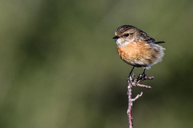 A female European stonechat is seen pirched on a tree in the hillsides of the Lebanese coastal city of Byblos on January 11, 2026.  (Photo by Joseph EID / AFP)