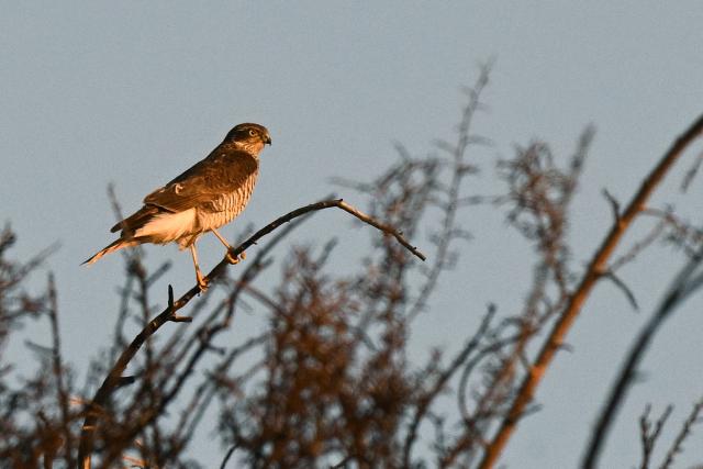 A sparrow hawk t is seen pirched on a tree in the hillsides of the Lebanese coastal city of Byblos on January 11, 2026.  (Photo by Joseph EID / AFP)