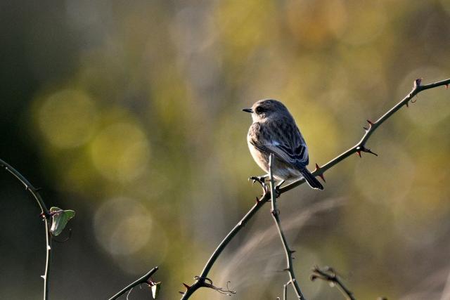 A European stonechat is seen pirched on a tree in the hillsides of the Lebanese coastal city of Byblos on January 11, 2026.  (Photo by Joseph EID / AFP)