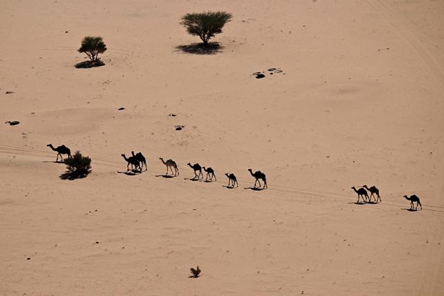 One-humped camels walk across the desert as drivers compete in Stage 8 of the 48th edition of the Dakar Rally 2026, between Wadi ad-Dawasir and Wadi ad-Dawasir in Saudi Arabia on January 12, 2026. (Photo by Giuseppe CACACE / AFP)