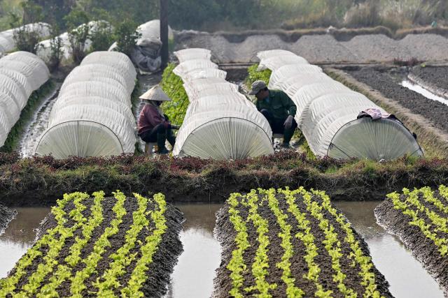 Labourers tend to vegetables in an agriculture field in Hanoi on January 13, 2026. (Photo by Nhac NGUYEN / AFP)