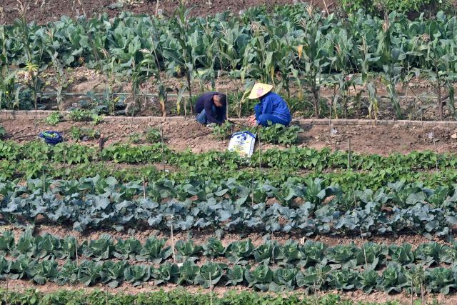 Labourers tend to vegetables in an agriculture field in Hanoi on January 13, 2026. (Photo by Nhac NGUYEN / AFP)
