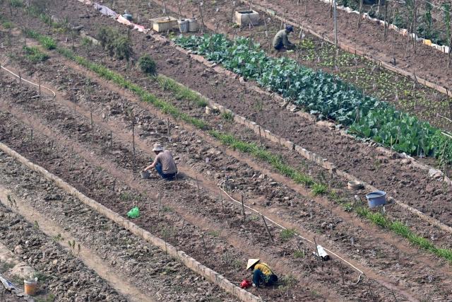 Labourers tend to vegetables in an agriculture field in Hanoi on January 13, 2026. (Photo by Nhac NGUYEN / AFP)
