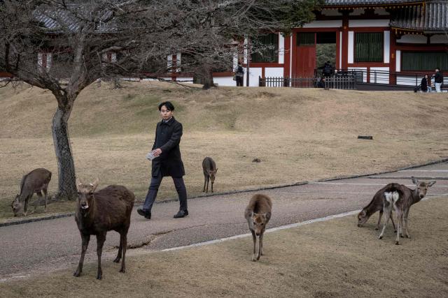 A tourist walks past deers at Nara park in Nara on January 13, 2026. (Photo by Yuichi YAMAZAKI / AFP)