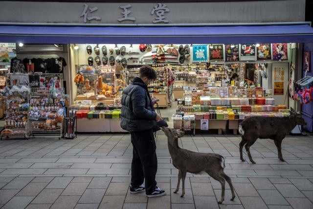 A tourist feeds a deer at Nara park in Nara on January 13, 2026. (Photo by Yuichi YAMAZAKI / AFP)
