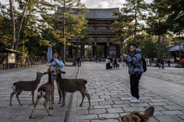 A tourist feeds deers at Nara park in Nara on January 13, 2026. (Photo by Yuichi YAMAZAKI / AFP)