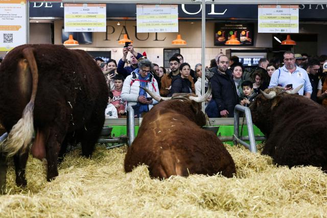 (FILES) People look at cows as they visit during the opening day and inauguration by France's President of the 61st International Agricultural Fair (Salon de l'Agriculture) at the Porte de Versailles exhibition centre in Paris, on February 22, 2025. There will be no cattle at the 2026 Agricultural Fair (Salon de l'Agriculture) for the first time since the annual event began, due to epidemic of  by lumpy skin disease (dermatose nodulaire contagieuse), organisers announced on January 13, 2026. (Photo by ALAIN JOCARD / POOL / AFP)