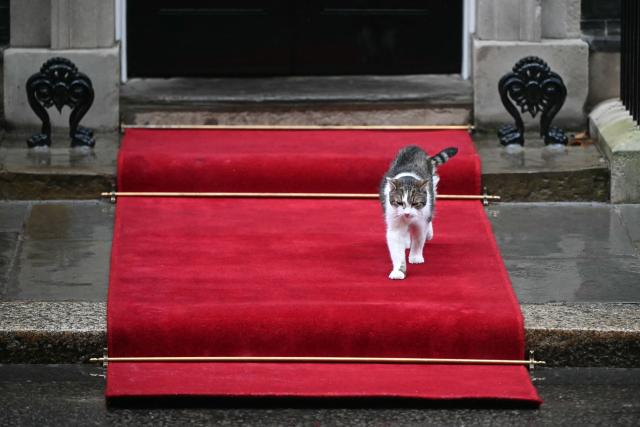 Larry the cat walks on a red carpet outside of 10 Downing Street in central London on January 13, 2026, ahead of a visit by Poland's President. (Photo by JUSTIN TALLIS / AFP)