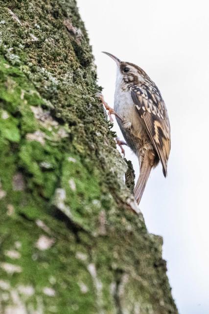 This photograph shows a treecreeper, a passerine bird in central Paris, on January 13, 2026. (Photo by Martin LELIEVRE / AFP)