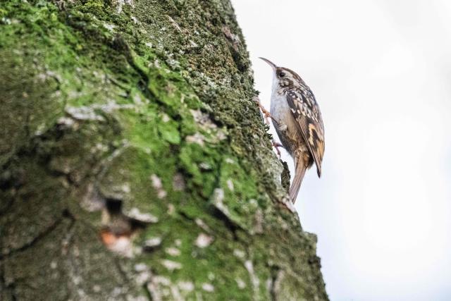This photograph shows a treecreeper, a passerine bird in central Paris, on January 13, 2026. (Photo by Martin LELIEVRE / AFP)
