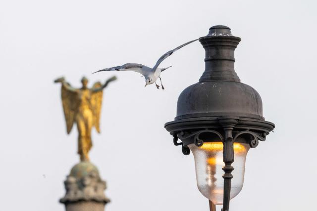 A Black-headed gull flies off a lamppost with the statue of the Fontaine du Chatelet in the background in central Paris, on January 13, 2026. (Photo by Martin LELIEVRE / AFP)