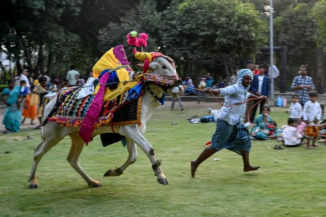 A performer entertains visitors with a decorated bull during the Sankranti festival celebrations at Shilparamam in Hyderabad on January 14, 2026. (Photo by Noah SEELAM / AFP)