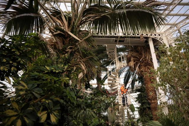 Botanical horticulturalist Colin Hughes (R) poses for a photograph as he wields a pole saw during the annual high-level pruning of the botanical collection in the 130-year-old Palm House in Sefton Park, Liverpool, in north-west England on January 14, 2026. (Photo by Oli SCARFF / AFP)