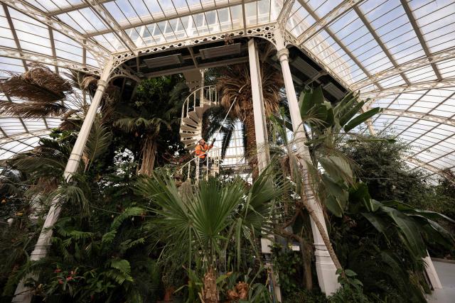 Botanical horticulturalist Colin Hughes (C) poses for a photograph as he wields a pole saw during the annual high-level pruning of the botanical collection in the 130-year-old Palm House in Sefton Park, Liverpool, in north-west England on January 14, 2026. (Photo by Oli SCARFF / AFP)