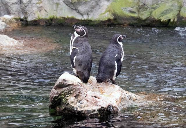 Penguins are seen at their enclosure at Schoenbrun Zoo in Vienna, Austria on January 14, 2026, (Photo by Joe Klamar / AFP)