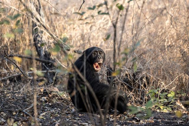 A West African chimpanzee reacts on the Fongoli home range in the Kedougou region, on December 10, 2025. The group of rare chimpanzees, who dwell in the bush of hot, southeast Senegal instead of the forest, are living on the extreme edge of what is possible for their species.
Their unusual lives offer clues as to humans' own evolutionary past as we migrated to new climates, while their adaptations to the heat feel timely in a world where temperatures are on the rise. (Photo by PATRICK MEINHARDT / AFP)
