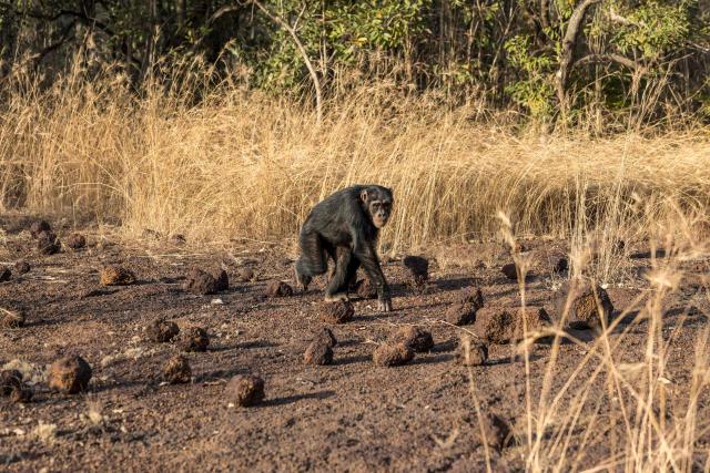 A West African chimpanzee walks on the Fongoli home range in the Kedougou region, on December 10, 2025. The group of rare chimpanzees, who dwell in the bush of hot, southeast Senegal instead of the forest, are living on the extreme edge of what is possible for their species.
Their unusual lives offer clues as to humans' own evolutionary past as we migrated to new climates, while their adaptations to the heat feel timely in a world where temperatures are on the rise. (Photo by PATRICK MEINHARDT / AFP)