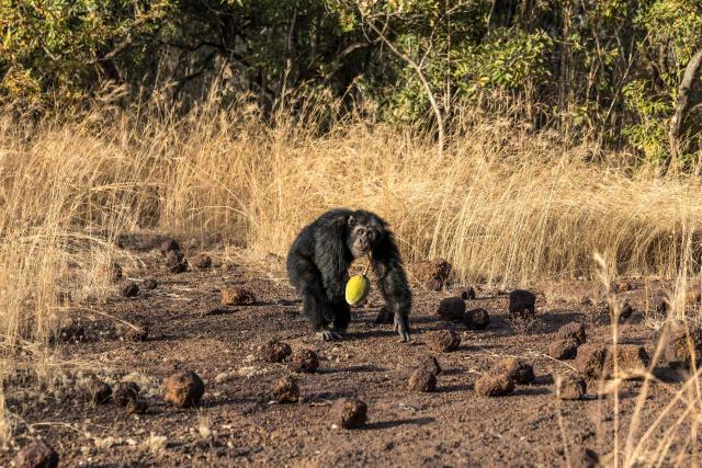 A West African chimpanzee carries a baobab fruit as he walks on the Fongoli home range in the Kedougou region, on December 10, 2025. The group of rare chimpanzees, who dwell in the bush of hot, southeast Senegal instead of the forest, are living on the extreme edge of what is possible for their species.
Their unusual lives offer clues as to humans' own evolutionary past as we migrated to new climates, while their adaptations to the heat feel timely in a world where temperatures are on the rise. (Photo by PATRICK MEINHARDT / AFP)