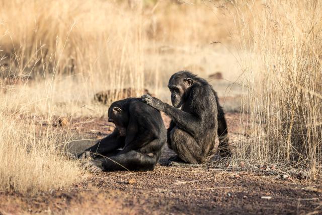 West African chimpanzees groom each other on the Fongoli home range in the Kedougou region, on December 10, 2025. The group of rare chimpanzees, who dwell in the bush of hot, southeast Senegal instead of the forest, are living on the extreme edge of what is possible for their species.
Their unusual lives offer clues as to humans' own evolutionary past as we migrated to new climates, while their adaptations to the heat feel timely in a world where temperatures are on the rise. (Photo by PATRICK MEINHARDT / AFP)