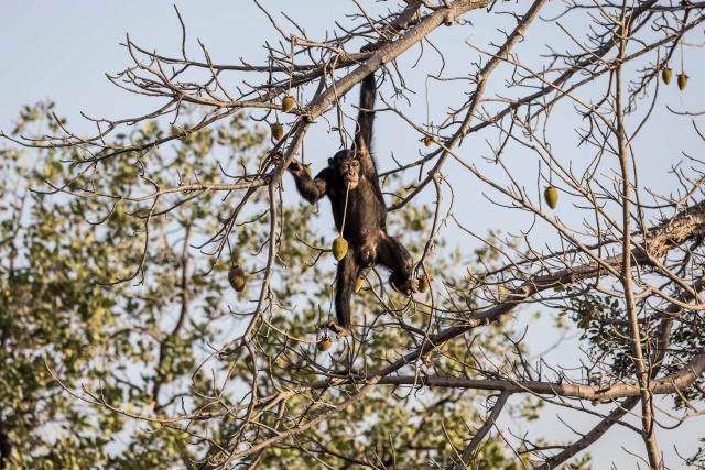 A West African chimpanzee climbs down a tree while holding a baobab fruit on the Fongoli home range in the Kedougou region, on December 10, 2025. The group of rare chimpanzees, who dwell in the bush of hot, southeast Senegal instead of the forest, are living on the extreme edge of what is possible for their species.
Their unusual lives offer clues as to humans' own evolutionary past as we migrated to new climates, while their adaptations to the heat feel timely in a world where temperatures are on the rise. (Photo by PATRICK MEINHARDT / AFP)