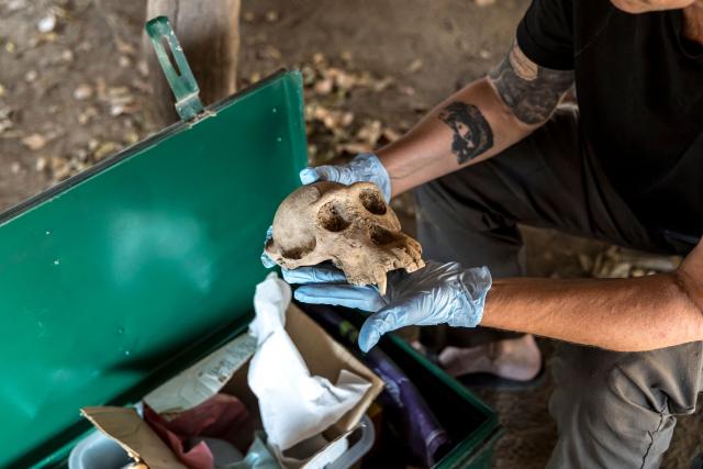 Primatologist and director of the Fongoli Savanna Chimpanzee Project Dr. Jill Pruetz holds the skull of a West African chimpanzee at the research center on the Fongoli home range in the Kedougou region, on December 10, 2025. The group of rare chimpanzees, who dwell in the bush of hot, southeast Senegal instead of the forest, are living on the extreme edge of what is possible for their species.
Their unusual lives offer clues as to humans' own evolutionary past as we migrated to new climates, while their adaptations to the heat feel timely in a world where temperatures are on the rise. (Photo by PATRICK MEINHARDT / AFP)