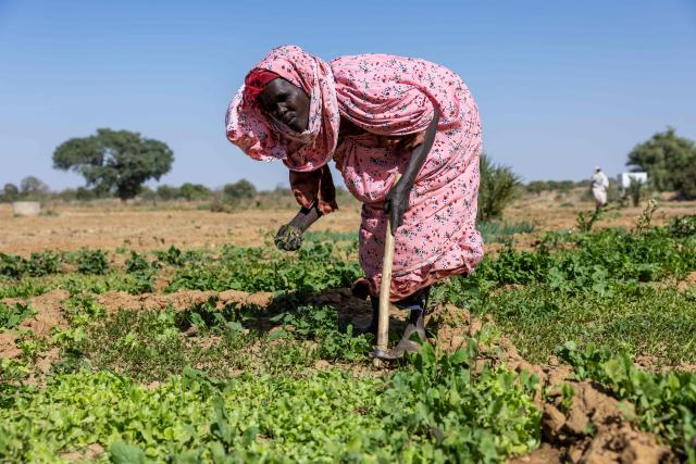 A Sudanese refugee works on a community farm near the Farchana camp, Ouaddai, on January 14, 2026. (Photo by Joris Bolomey / AFP)