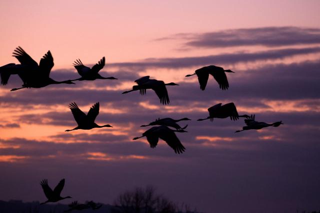 Gray cranes fly over Agamon Lake in the Hula Valley Nature Reserve as the sun rises in northern Israel on January 15, 2026. The Hula Valley is home to a unique migration sanctuary for hundreds of millions of birds migrating from Europe and Asia to Africa and back during the spring and autumn seasons. (Photo by Jack GUEZ / AFP)