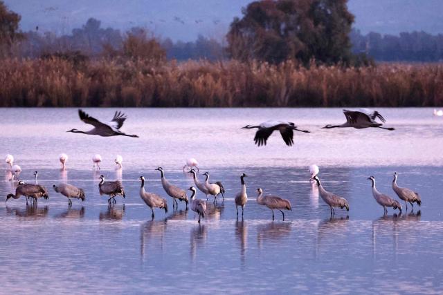 A photograph shows gray cranes flocking on Agamon Lake in the Hula Valley Nature Reserve as the sun rises in northern Israel on January 15, 2026. The Hula Valley is home to a unique migration sanctuary for hundreds of millions of birds migrating from Europe and Asia to Africa and back during the spring and autumn seasons. (Photo by Jack GUEZ / AFP)