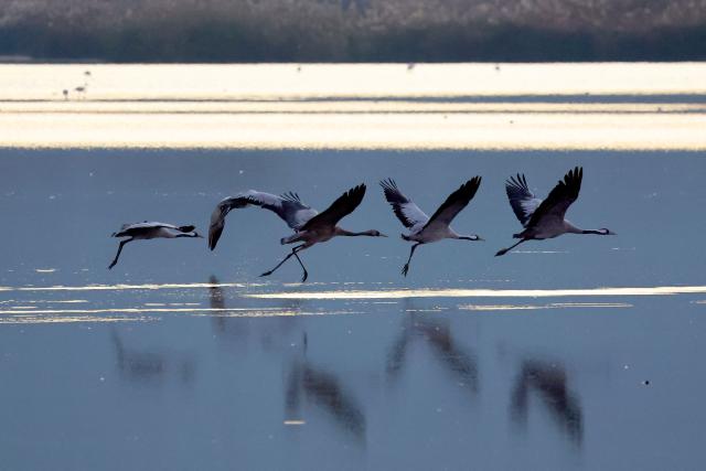 Gray cranes fly over Agamon Lake in the Hula Valley Nature Reserve as the sun rises in northern Israel on January 15, 2026. The Hula Valley is home to a unique migration sanctuary for hundreds of millions of birds migrating from Europe and Asia to Africa and back during the spring and autumn seasons. (Photo by Jack GUEZ / AFP)