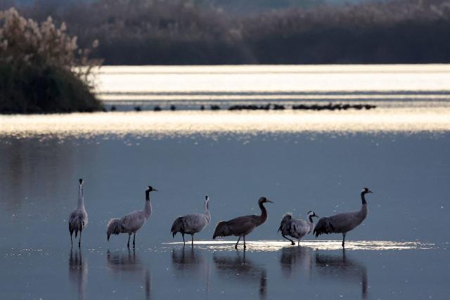 A photograph shows gray cranes flocking on Agamon Lake in the Hula Valley Nature Reserve as the sun rises in northern Israel on January 15, 2026. The Hula Valley is home to a unique migration sanctuary for hundreds of millions of birds migrating from Europe and Asia to Africa and back during the spring and autumn seasons. (Photo by Jack GUEZ / AFP)