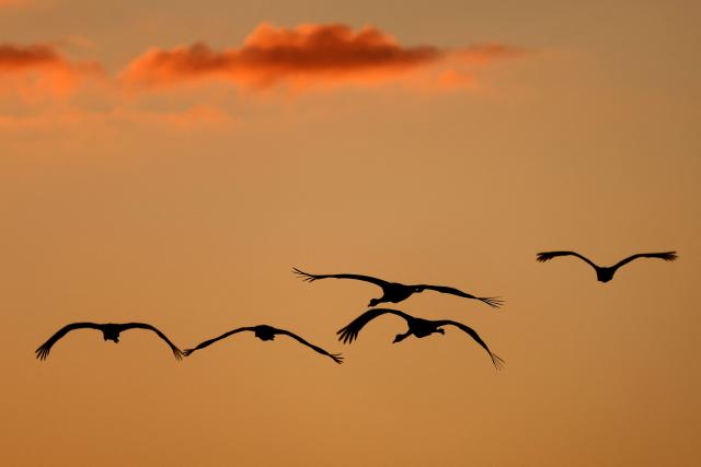 Gray cranes fly over Agamon Lake in the Hula Valley Nature Reserve as the sun rises in northern Israel on January 15, 2026. The Hula Valley is home to a unique migration sanctuary for hundreds of millions of birds migrating from Europe and Asia to Africa and back during the spring and autumn seasons. (Photo by Jack GUEZ / AFP)