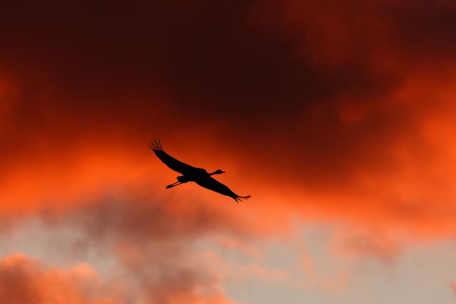 TOPSHOT - A gray crane flies over Agamon Lake in the Hula Valley Nature Reserve as the sun rises in northern Israel on January 15, 2026. The Hula Valley is home to a unique migration sanctuary for hundreds of millions of birds migrating from Europe and Asia to Africa and back during the spring and autumn seasons. (Photo by Jack GUEZ / AFP)